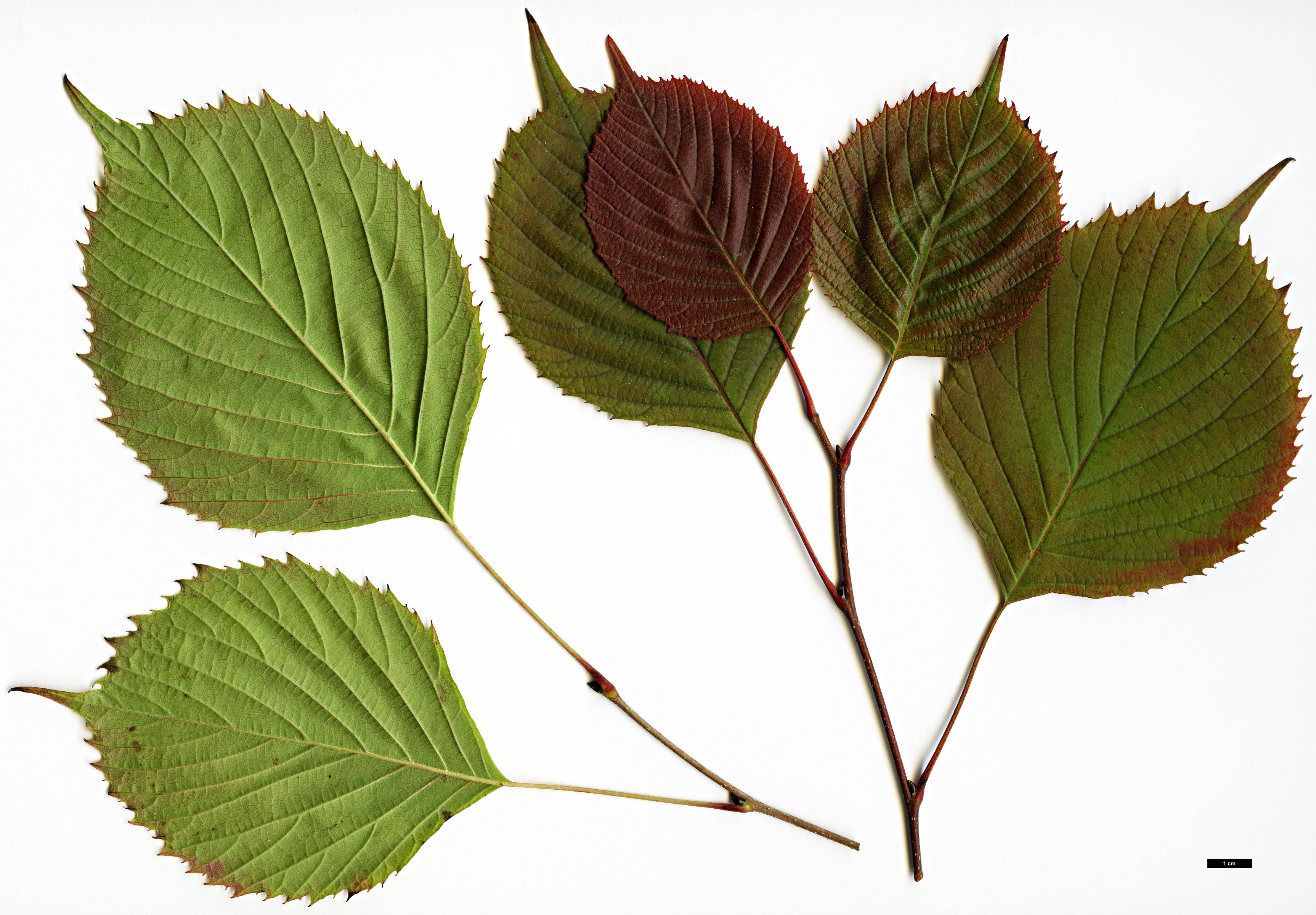 High resolution image: Family: Eupteleaceae - Genus: Euptelea - Taxon: pleiosperma